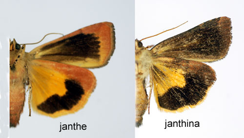 Grviolett bandfly Noctua janthina