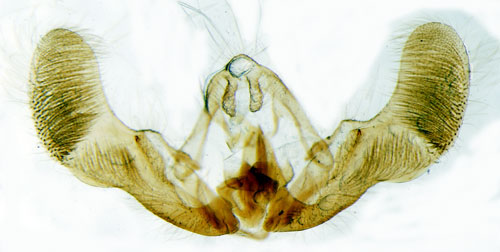 Rosenvecklare Notocelia cynosbatella