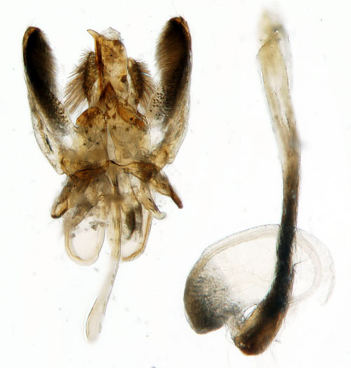 Strtakhornmal Ochsenheimeria vacculella