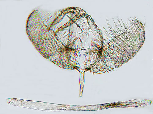 Ljussprtad tallbarrmal Ocnerostoma piniariella