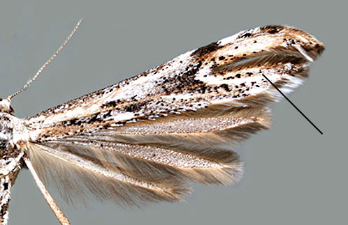 Grbinkefjdermott
 Oidaematophorus rogenhoferi