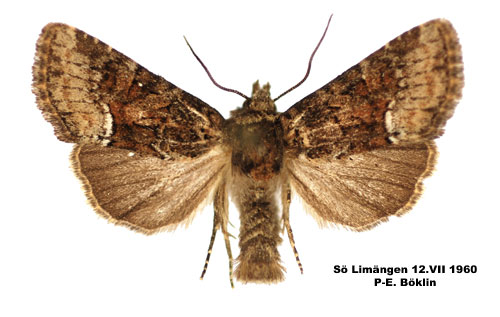 Rdskimrande ngsfly Oligia latruncula