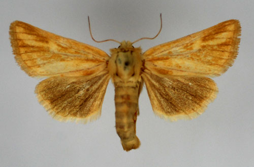 Halmfly Oria musculosa