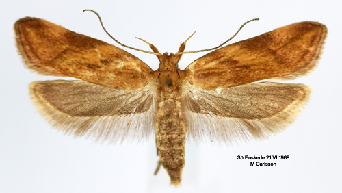Blklockepraktmal Orophia ferrugella