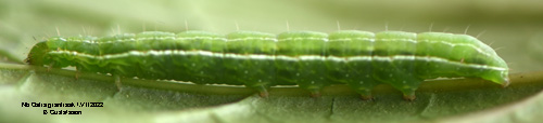 Gtiskt slgfly Orthosia gothica