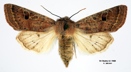 Grtt slgfly Orthosia gracilis