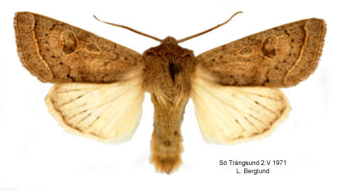 Grtt slgfly Orthosia gracilis