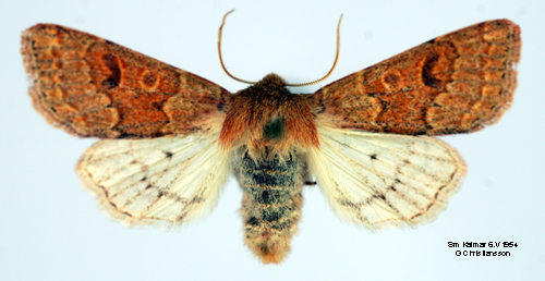 Rdltt slgfly Orthosia miniosa
