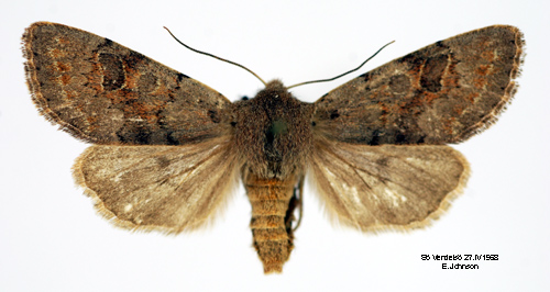 Aspslgfly Orthosia populeti