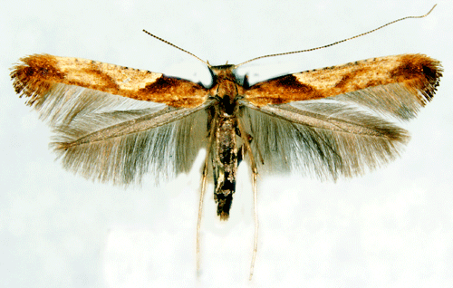 Roststyltmal Caloptilia hemidactylella