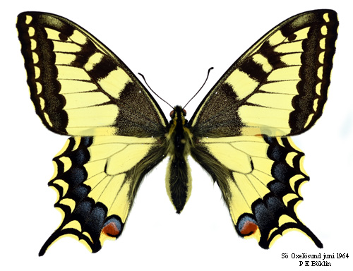 Makaonfjril Papilio machaon