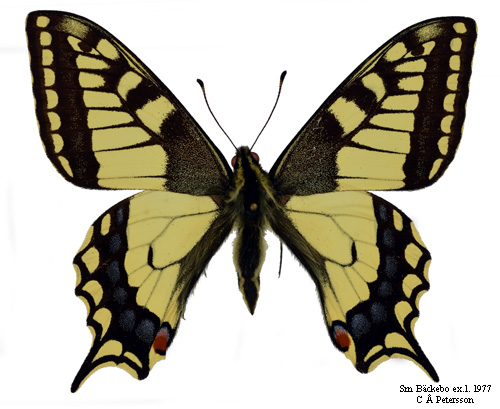 Makaonfjril Papilio machaon