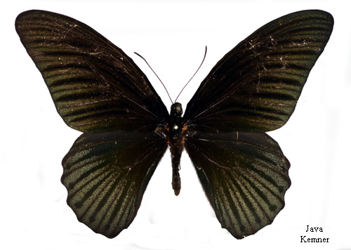 Mngformig riddarfjril Papilio memnon