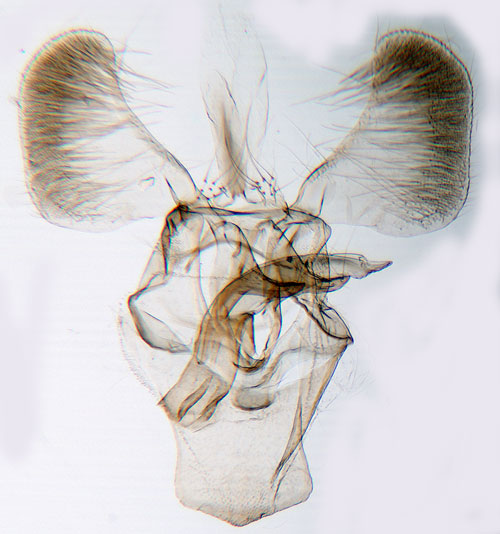 Hagtornvikbladmal Parornix anglicella