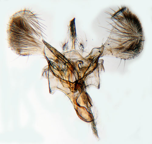 Hasselvikbladmal Parornix devoniella