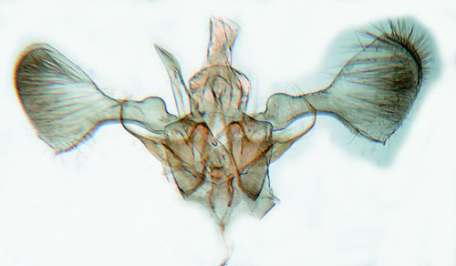 Slnvikbladmal Parornix finitimella