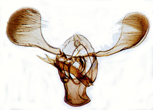 Fjllbjrkvikbladmal Parornix loganella