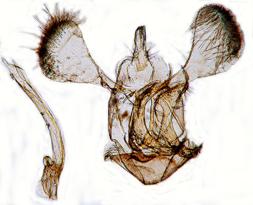 Dvrgbjrkvikbladmal Parornix polygrammella