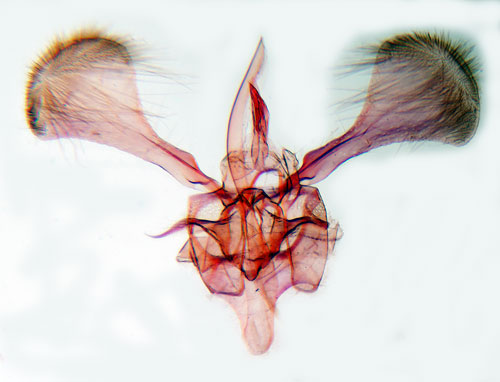 Rnnvikbladmal Parornix scoticella