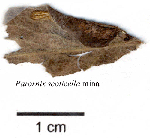 Rnnveckmal Parornix scoticella