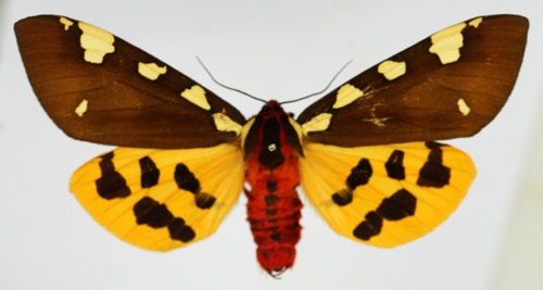 Tsarbjrnspinnare Pericallia matronula