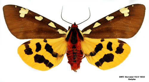 Tsarbjrnspinnare Pericallia matronula