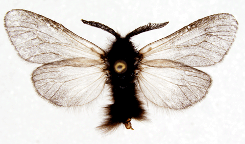 Silkessckspinnare Phalacropterix graslinella