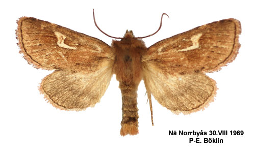 Vinkelprytt rrfly Phragmatiphila nexa
