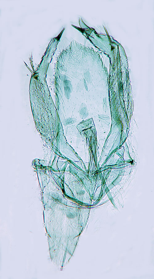 Krrbjrkguldmal Phyllonorycter anderidae