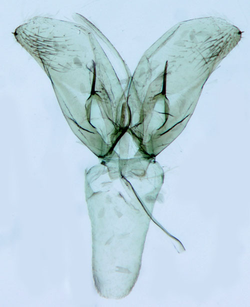 Vinterbjrkguldmal Phyllonorycter corylifoliella