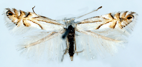 Vit ekguldmal Phyllonorycter heegeriellus