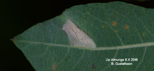 Klubbstreckad videguldmal Phyllonorycter hilarellus