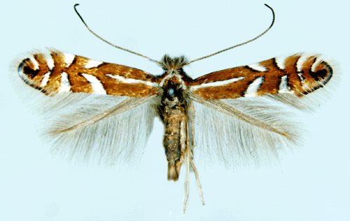 Lingonguldmal Phyllonorycter junoniella