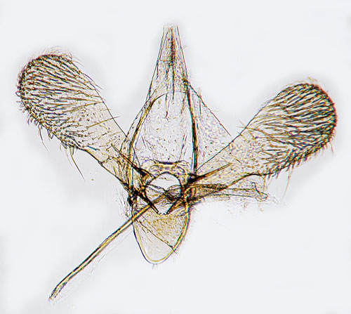Eldtornguldmal Phyllonorycter leucographella