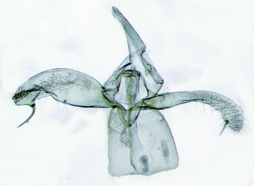 Gkrtguldmal Phyllonorycter nigrescentella