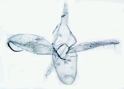 Vinkelbandad videguldmal Phyllonorycter salicicolella
