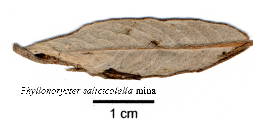 Vinkelbandad videguldmal Phyllonorycter salicicolellus