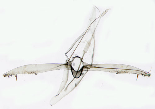 Slnguldmal Phyllonorycter spinicolella