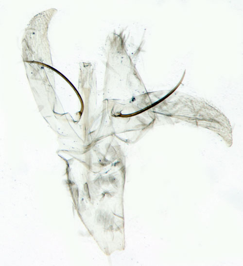 Gralguldmal Phyllonorycter strigulatella