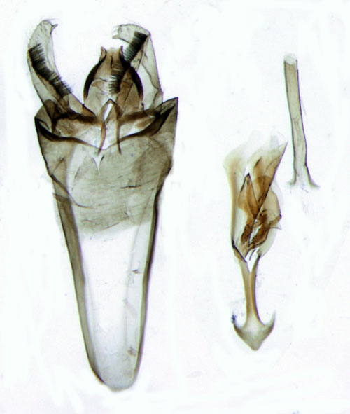 Dvrgbladskrare Phylloporia bistrigella