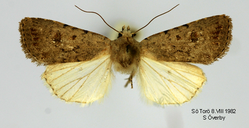 Ljusgrtt lvfly Platyperigea montana