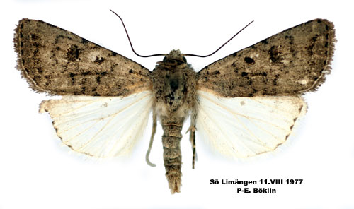 Ljusgrtt lvfly Platyperigea montana