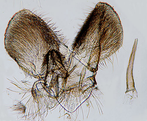 Fjllsenapsmal Plutella hyperboreella