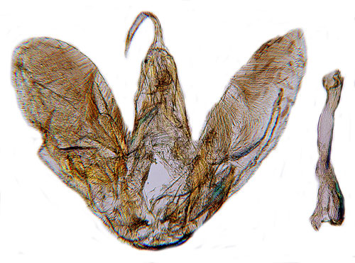 Skogssallatsfjdermott Pselnophorus heterodactylus
