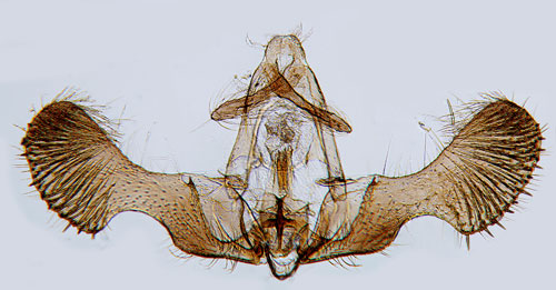 Grbl tallvecklare Pseudococcyx posticana