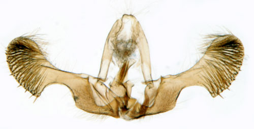 Tallknoppvecklare Pseudococcyx turionella