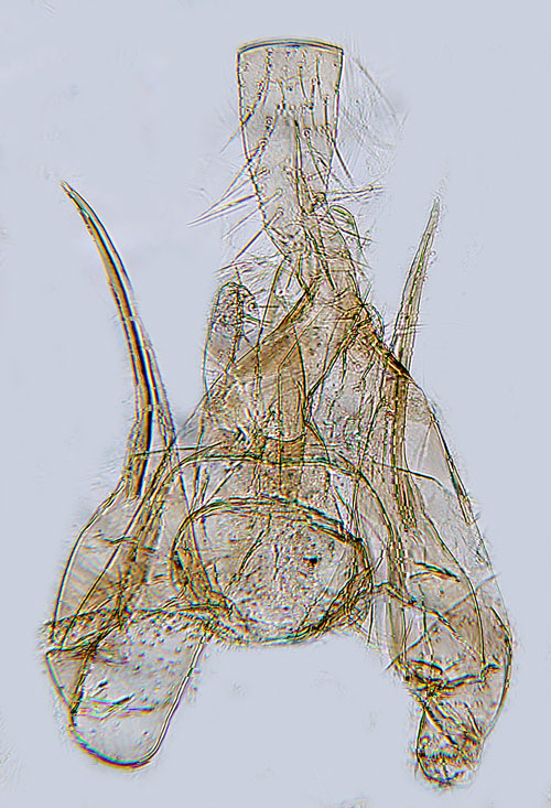 Parpunktmal Pseudotelphusa paripunctella
