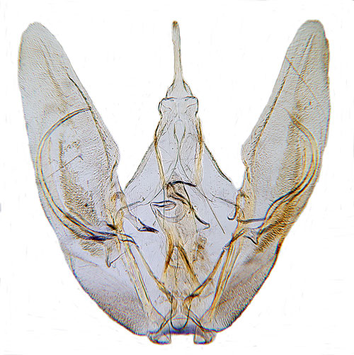 Vitt fjdermott Pterophorus pentadactylus