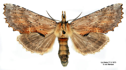 Nbbspinnare Pterostoma palpinum