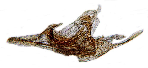 Tryfjdermott Pterotopteryx dodecadactyla